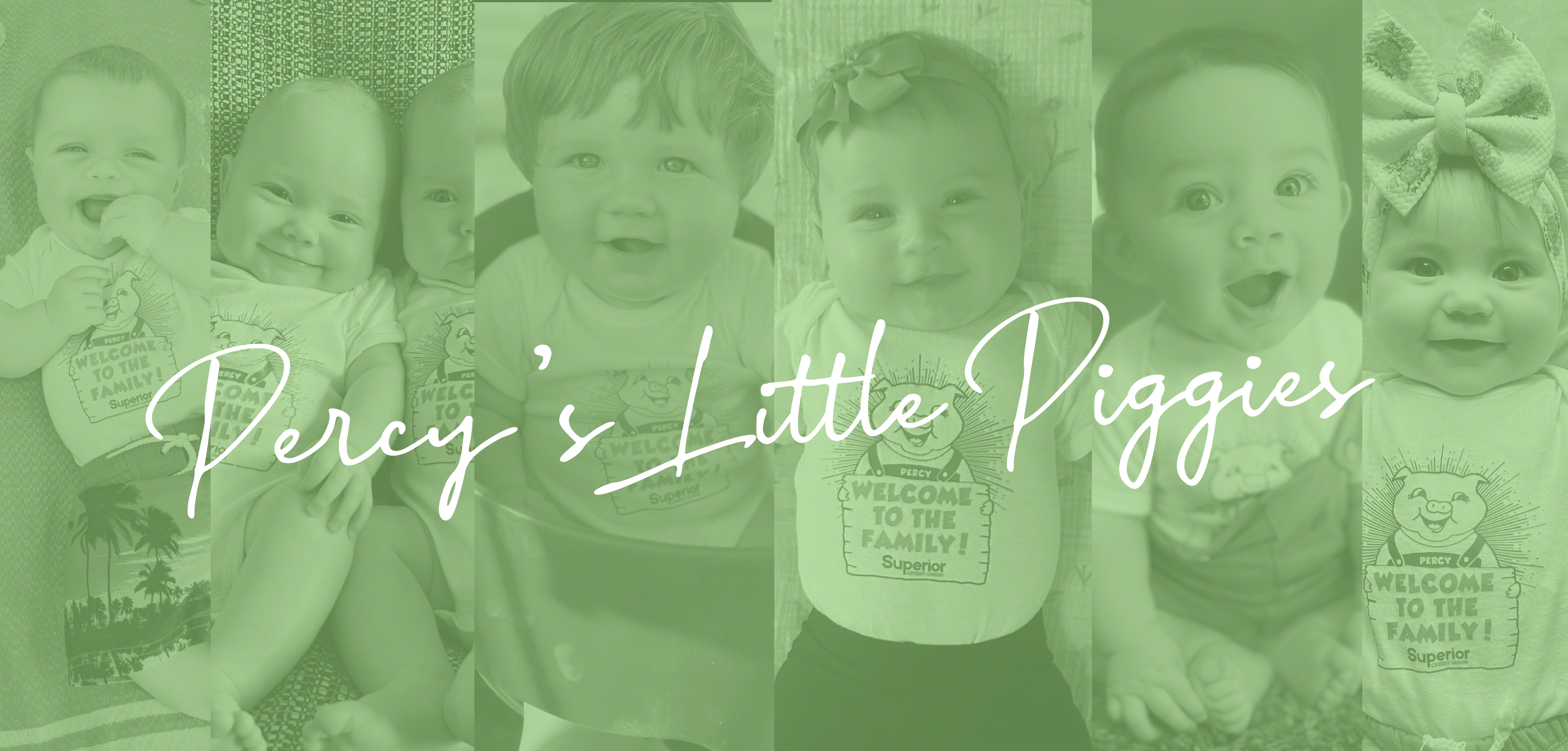 web banner-percy's little piggies-01 web banner-percy's little piggies